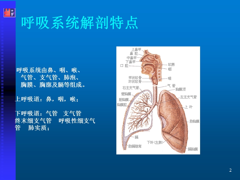 呼吸系统疾病患者的的重症护理课件.ppt_第2页