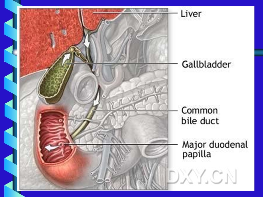 胆道疾病诊疗指南课件.ppt_第3页
