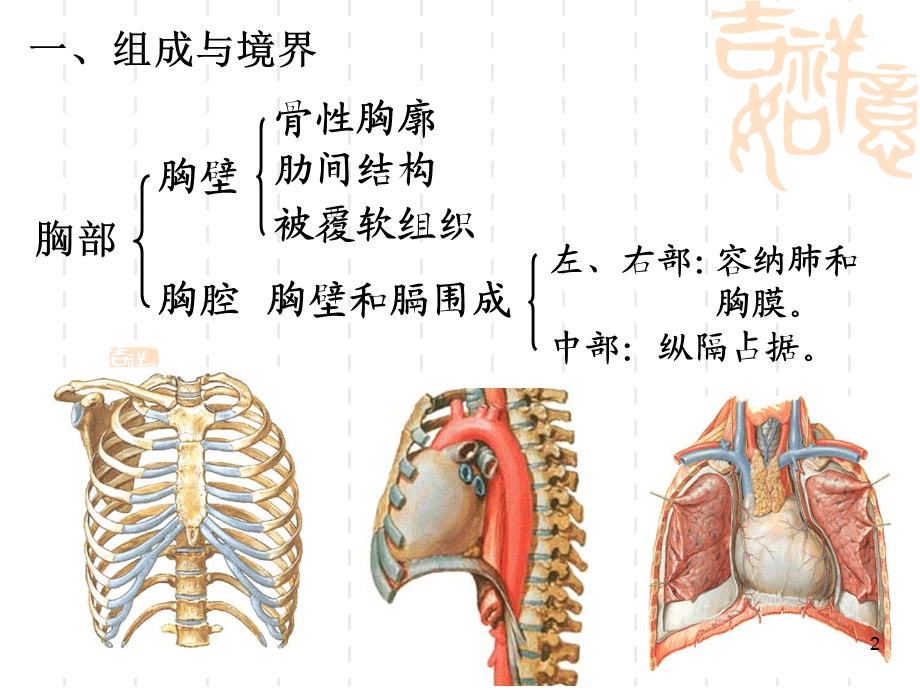 胸部解剖课件.ppt_第2页