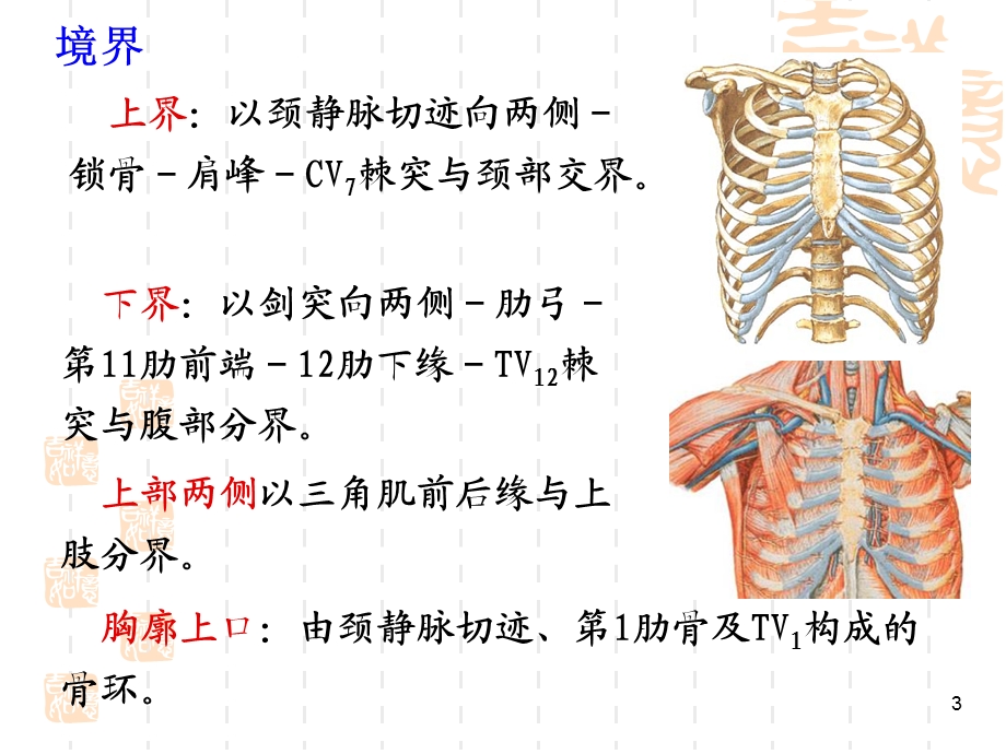 胸部解剖课件.ppt_第3页