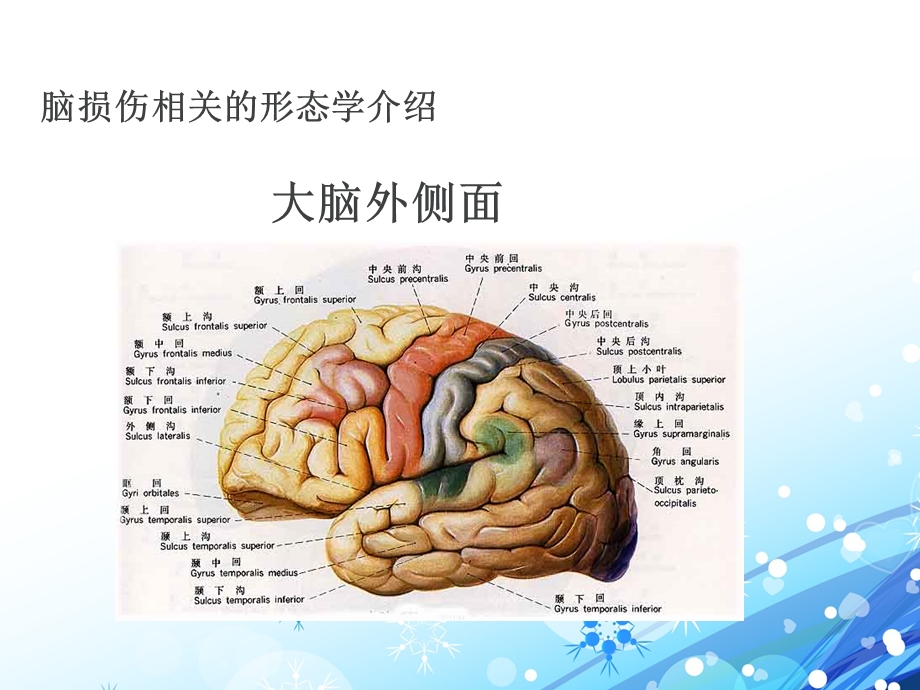 偏瘫的物理治疗思路与方法康复医学ppt课件.ppt_第3页