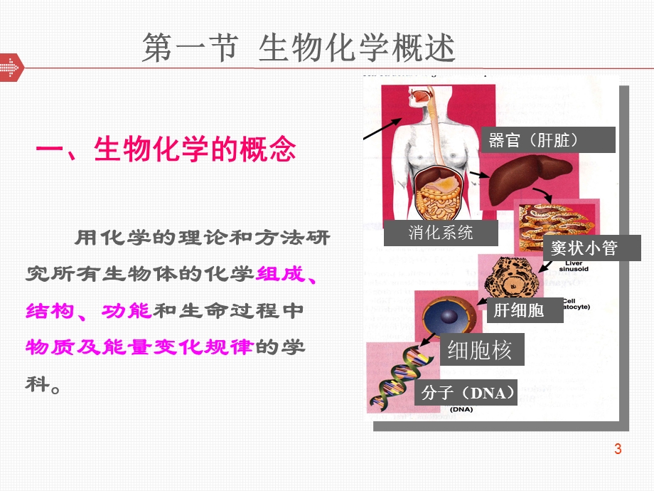 生物化学绪论课件.ppt_第3页