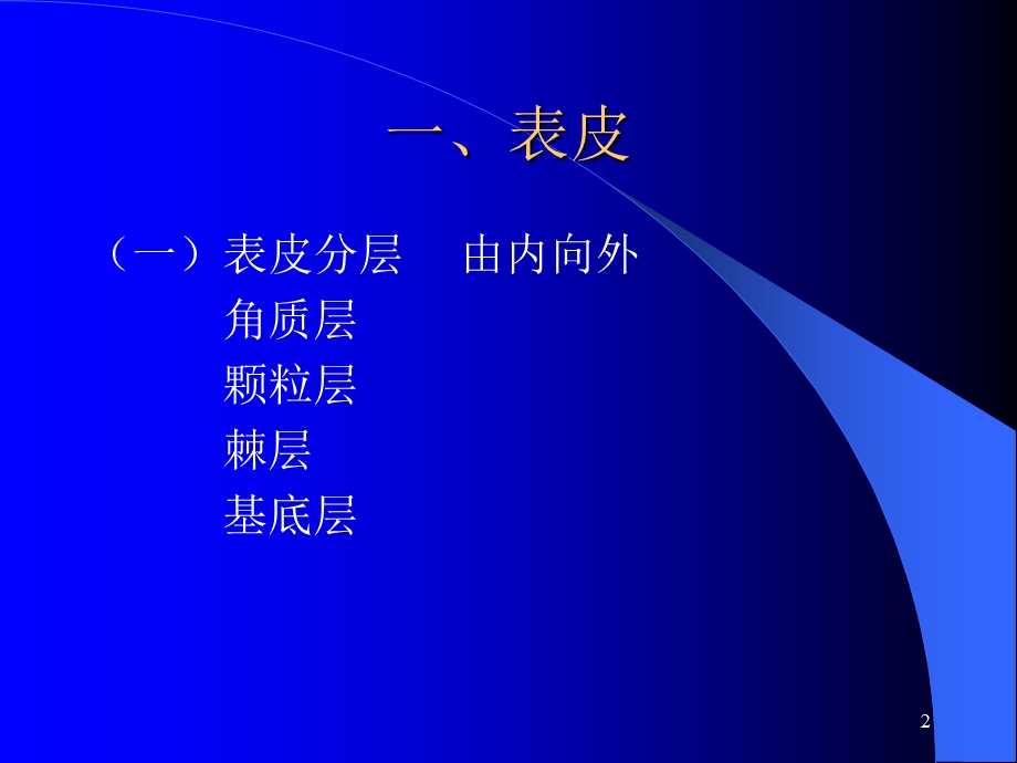 皮肤可分为表皮真皮皮下组织课件.ppt_第2页