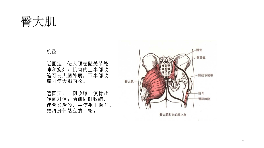 大腿前侧股四头肌课件.pptx_第2页