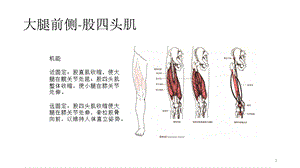 大腿前侧股四头肌课件.pptx