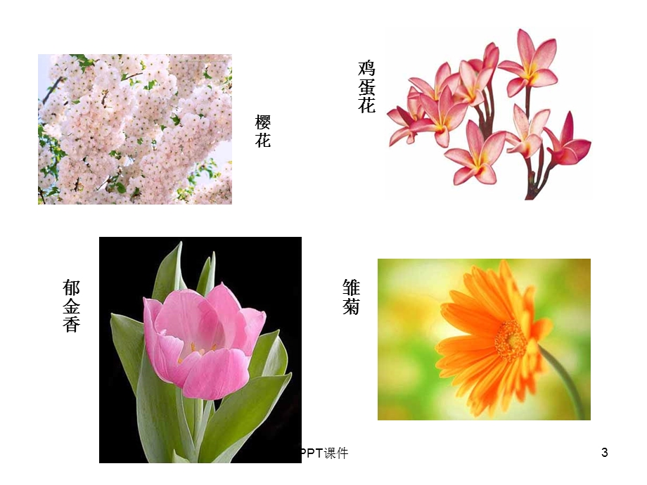 六年级上音乐课件《茉莉花》课件.ppt_第3页