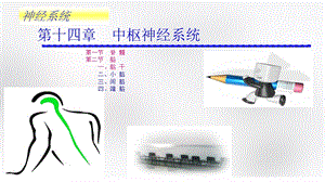 解剖学 神经系统 脊髓、脑干(临床专业)课件.ppt