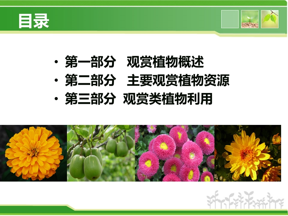 观赏类植物资源与利用课件.ppt_第2页