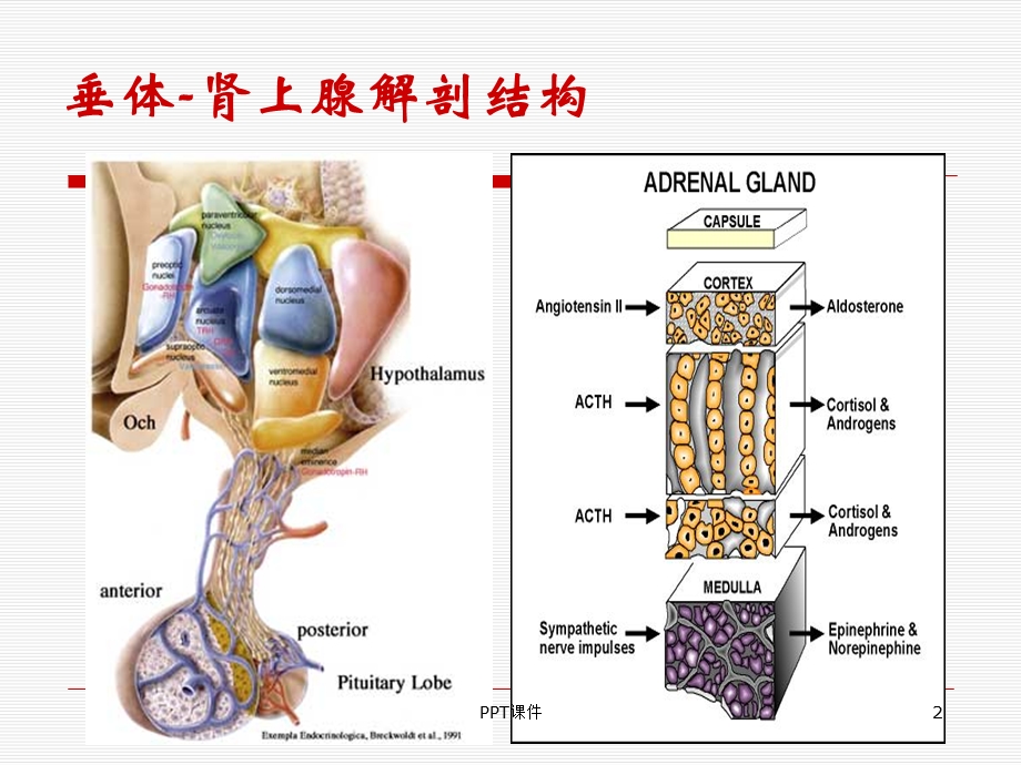 肾上腺检查结果解读课件.ppt_第2页