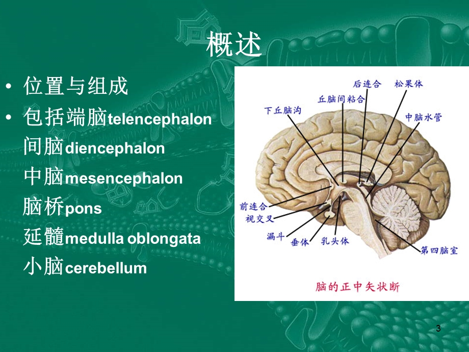 神经外科诊疗课件.ppt_第3页