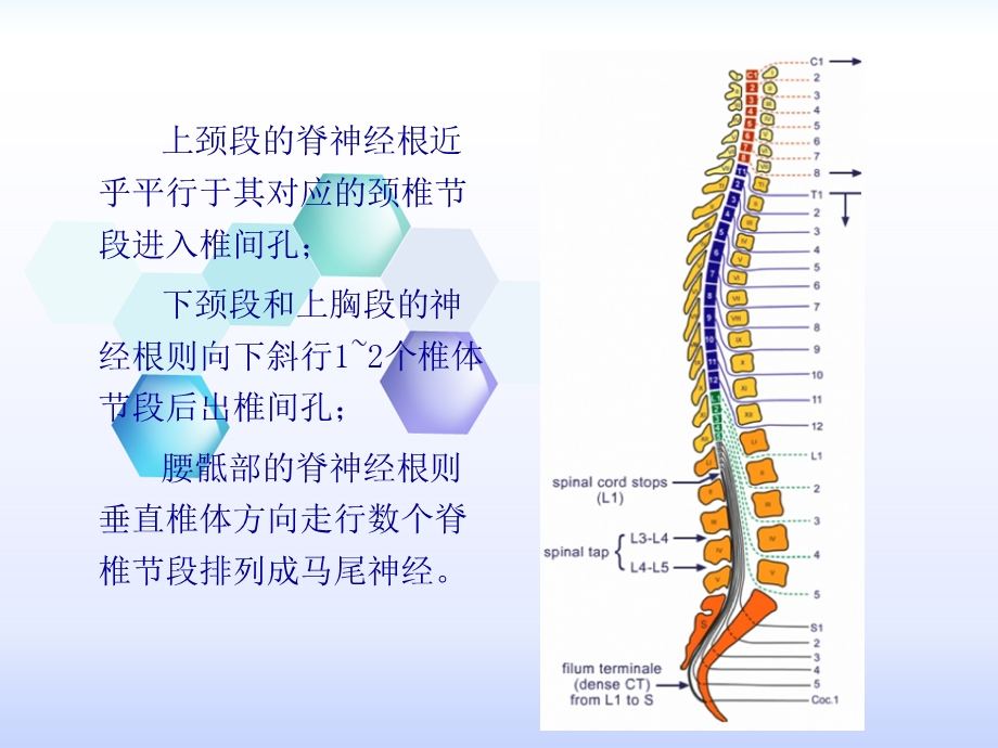 脊髓解剖及硬脊膜动静脉瘘课件.ppt_第3页