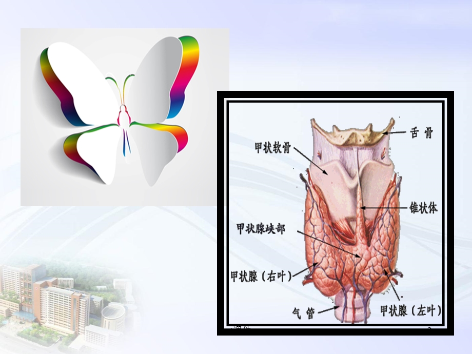 甲状腺功能检查解读课件.ppt_第2页