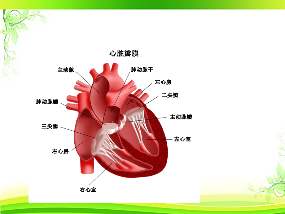 心脏瓣膜置换术后的护理 课件.ppt_第3页