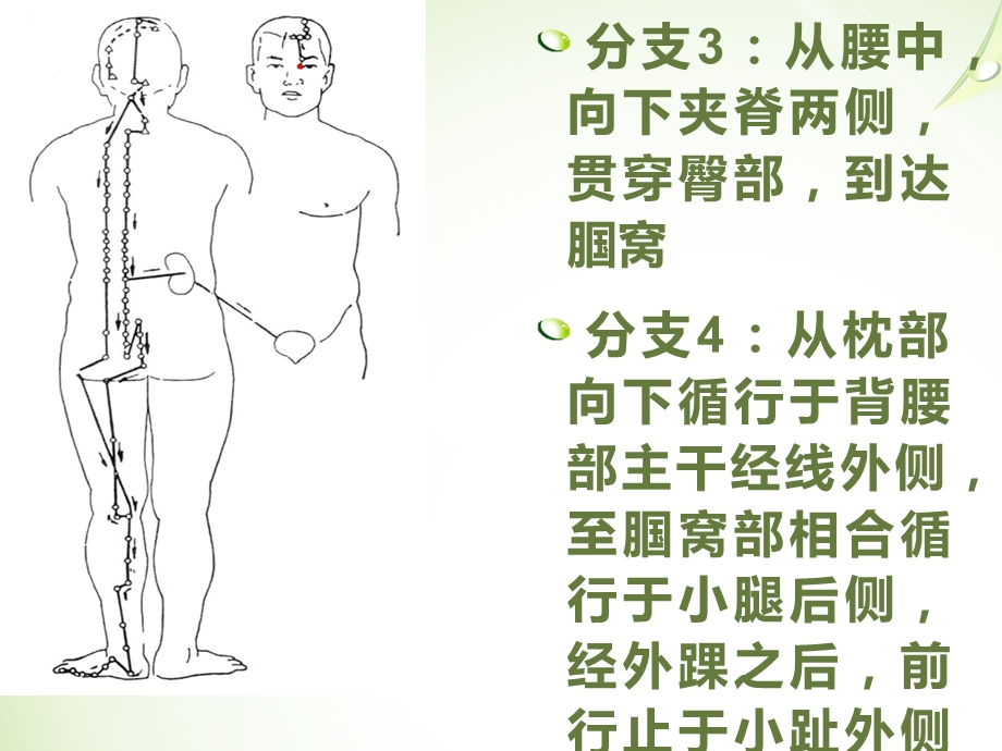 足太阳膀胱经课件.ppt_第3页