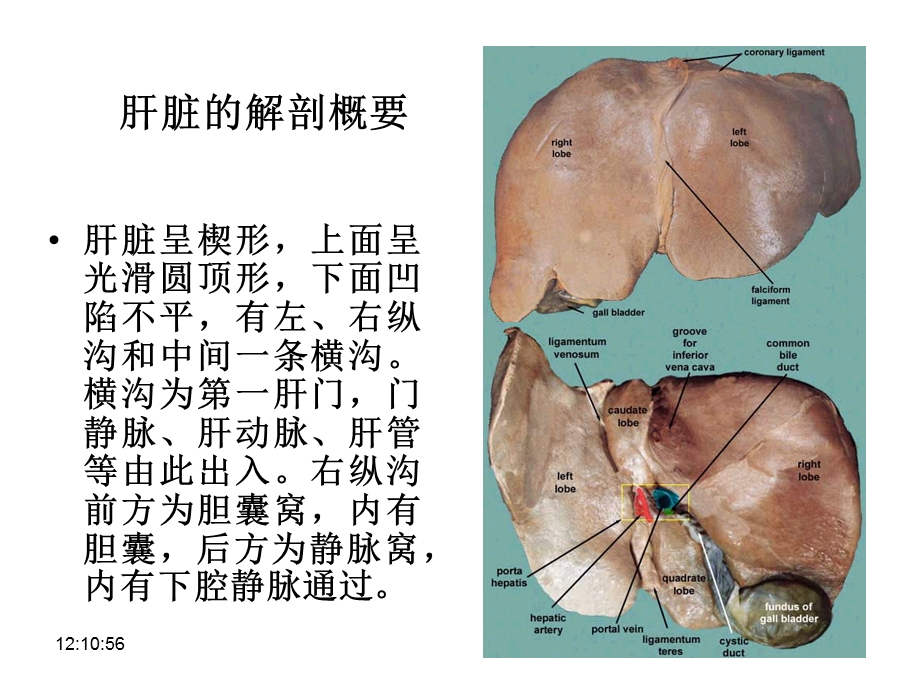 肝胆胰脾超声课件.ppt_第3页