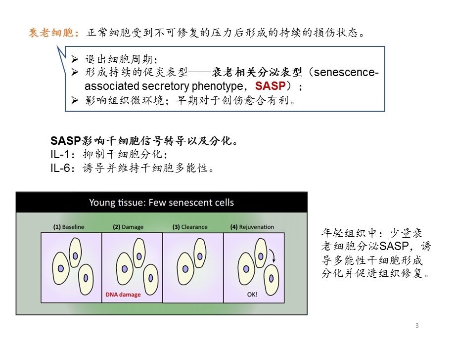 细胞衰老课件.pptx_第3页