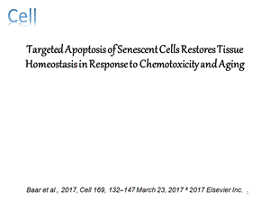 细胞衰老课件.pptx