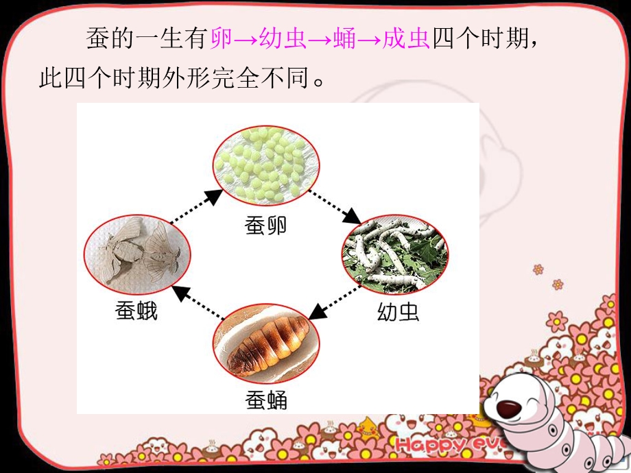 蚕的一生 课件.ppt_第2页