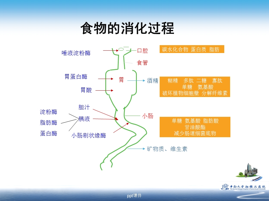 复方消化酶制剂对比分析课件.ppt_第3页