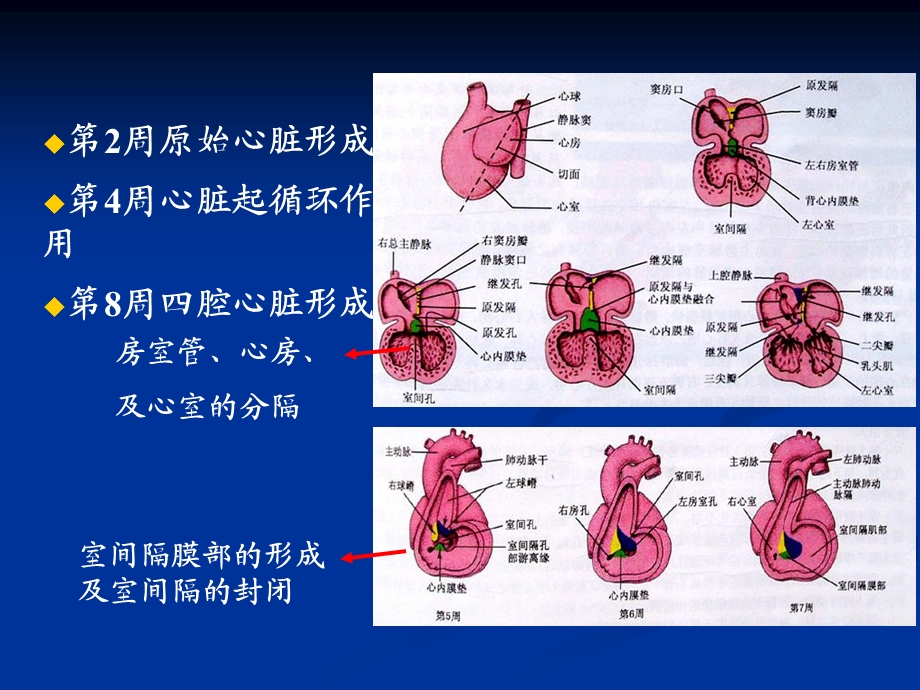 先天性心脏病(2)课件.ppt_第2页