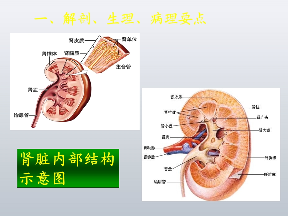 泌尿系统疾病常见症状体征的护理课件.ppt_第3页