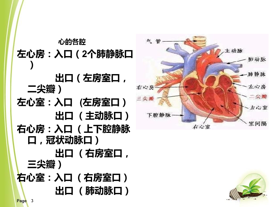 室间隔缺损术后护理课件.ppt_第3页