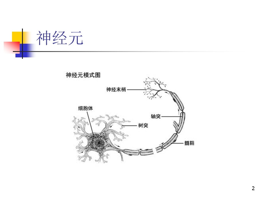 神经电生理检查课件.ppt_第2页