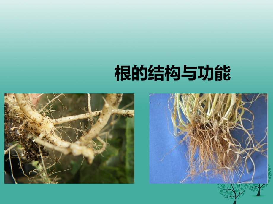 八年级生物上册第一章第五节《根的结构与功能》ppt课件.ppt_第1页