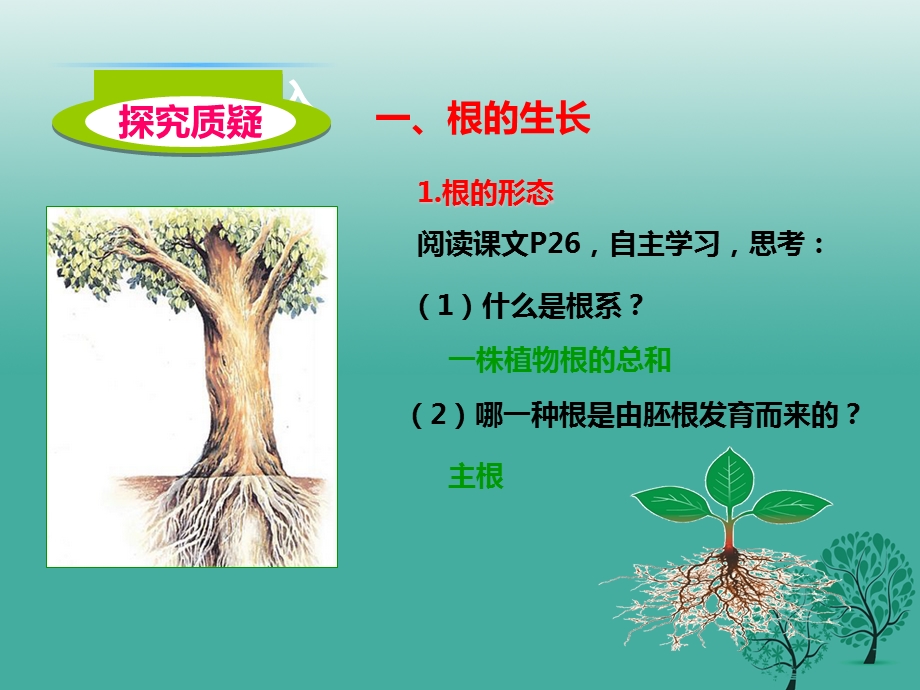 八年级生物上册第一章第五节《根的结构与功能》ppt课件.ppt_第3页