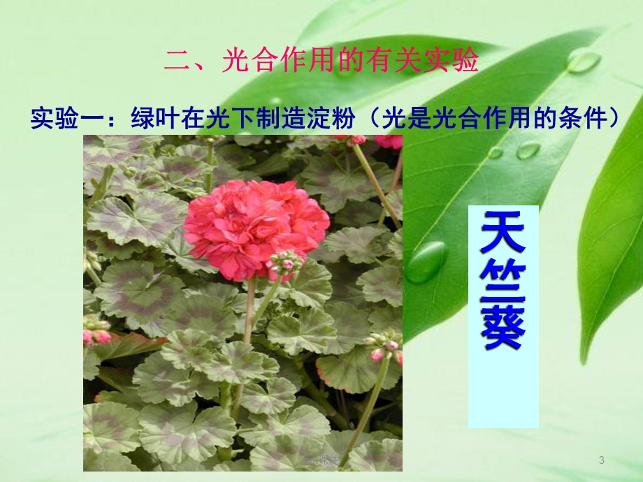 绿色植物的光合作用专题复习课件.ppt_第3页