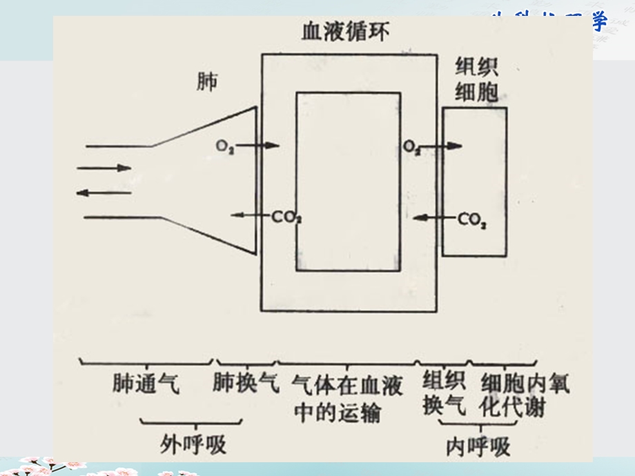 呼吸的评估护理课件.ppt_第3页