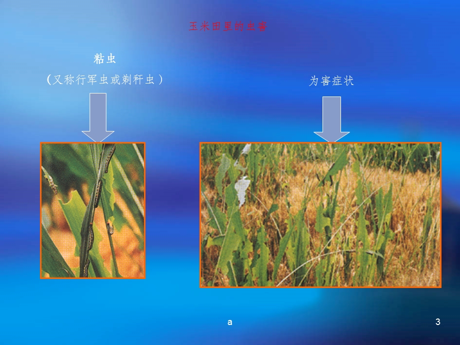 植物抗虫基因工程课件.ppt_第3页