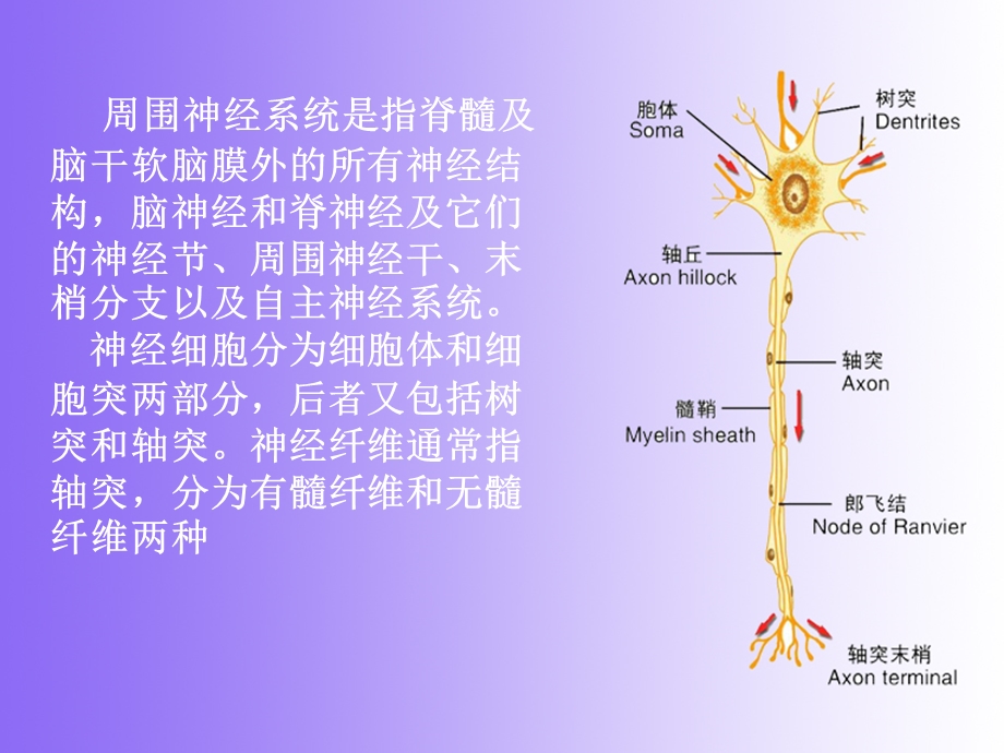 急性炎症性脱髓鞘性多发性神经病课件.ppt_第2页