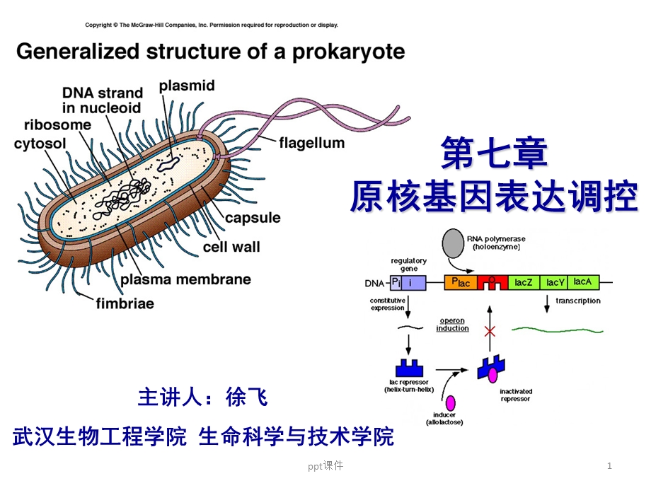 第七章 乳糖操纵子课件.ppt_第1页