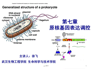 第七章 乳糖操纵子课件.ppt