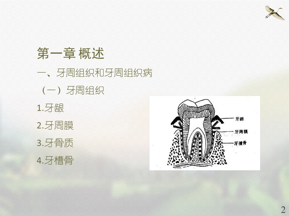 口腔内科学 牙周组织病课件.ppt_第2页