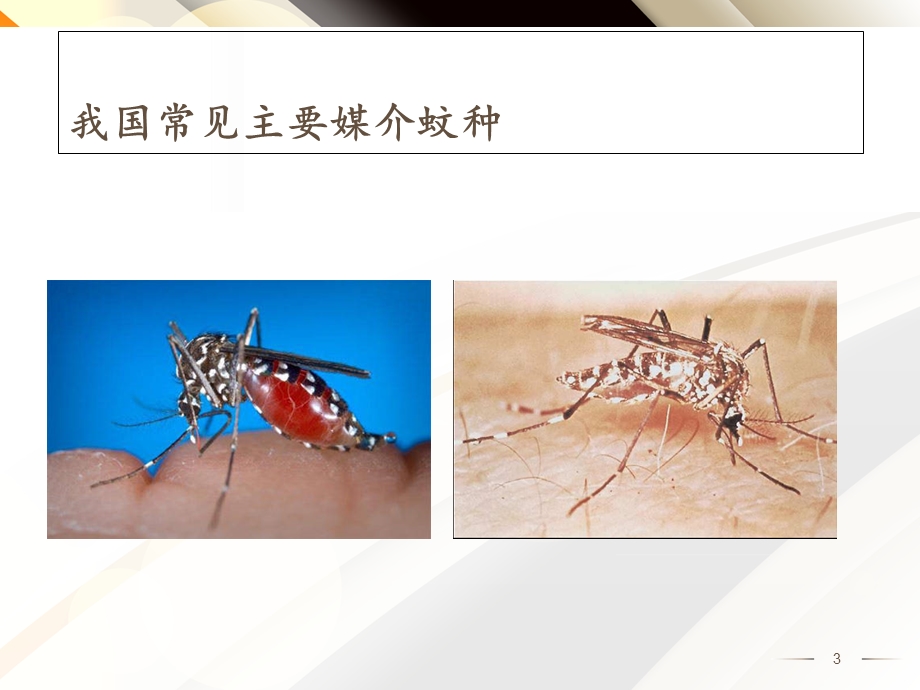 病媒生物防治课件.ppt_第3页