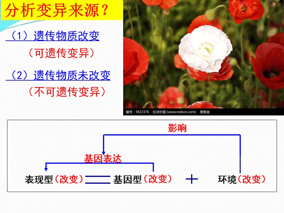 生物变异之基因突变一轮复习公开课件.ppt_第2页