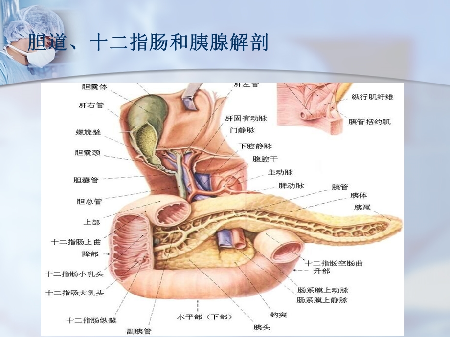 梗阻性黄疸课件.ppt_第3页