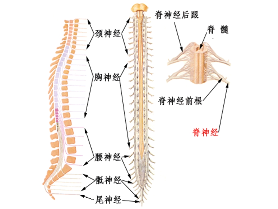 脊髓损伤及康复课件.ppt_第3页