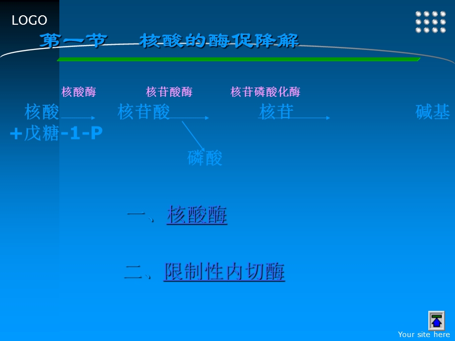 核酸的酶促降解和核苷酸代谢课件.ppt_第2页