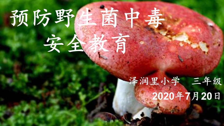 预防野生菌中毒安全教育 课件.pptx_第1页