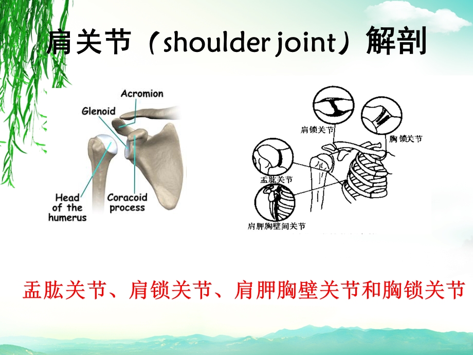 肩关节痛的鉴别诊断课件.ppt_第2页