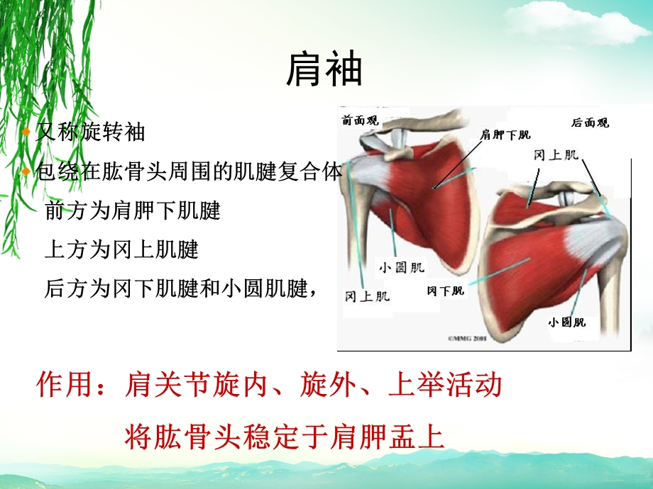 肩关节痛的鉴别诊断课件.ppt_第3页