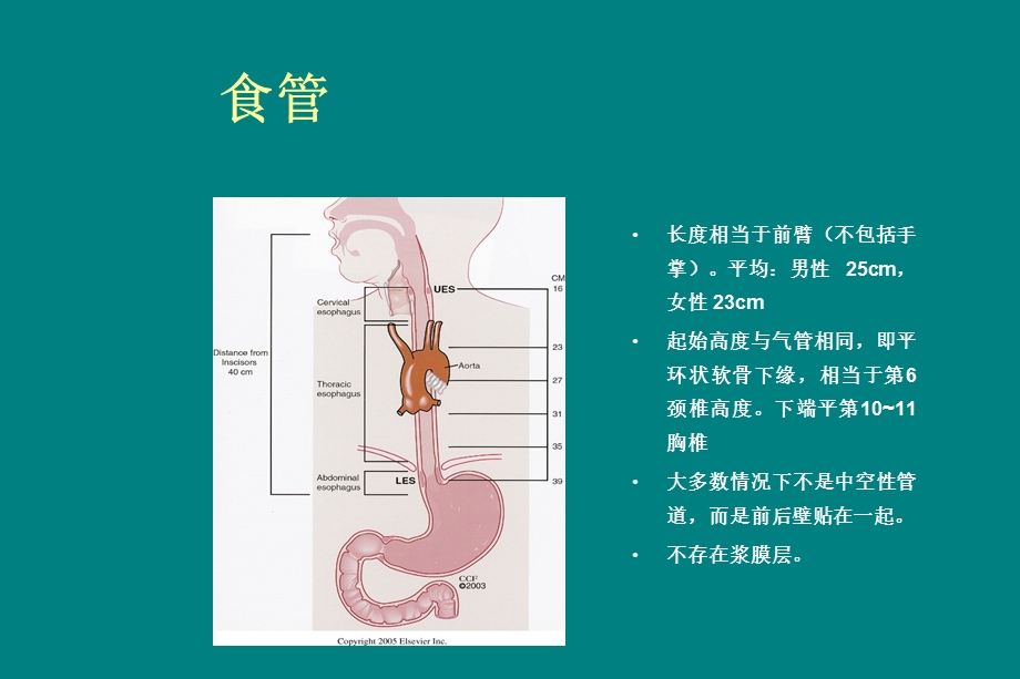 食管异物护理课件.ppt_第2页