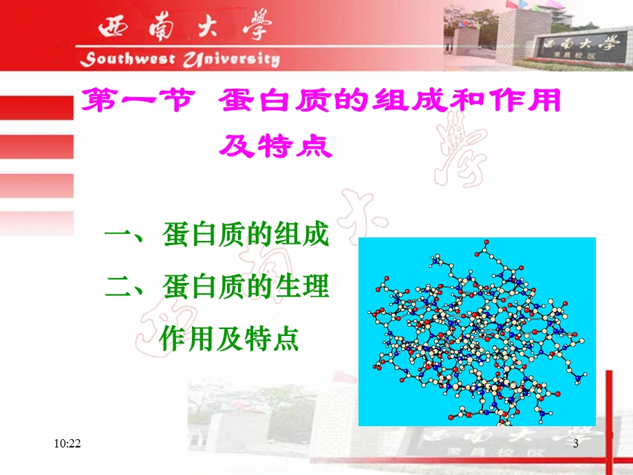 第二章水产动物蛋白质的营养课件.ppt_第3页