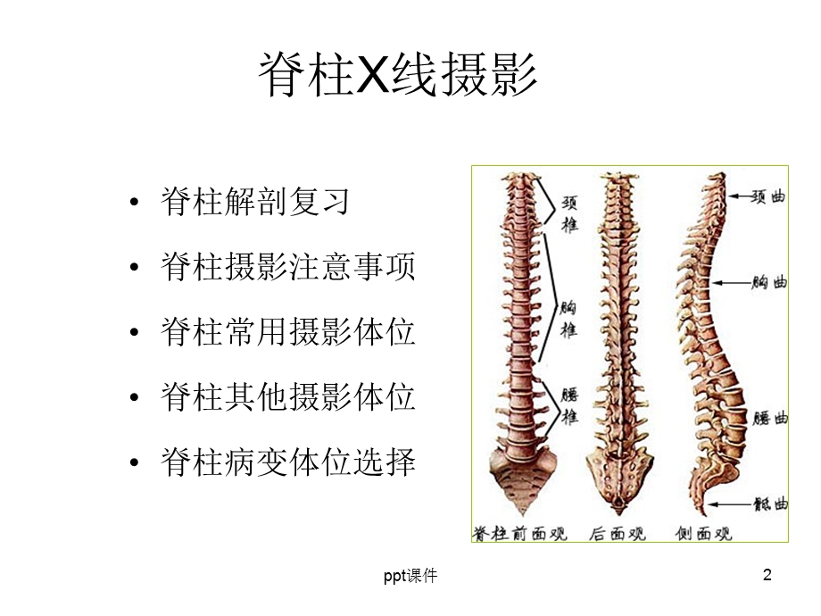 脊柱X线摄影技术课件PPT.ppt_第2页