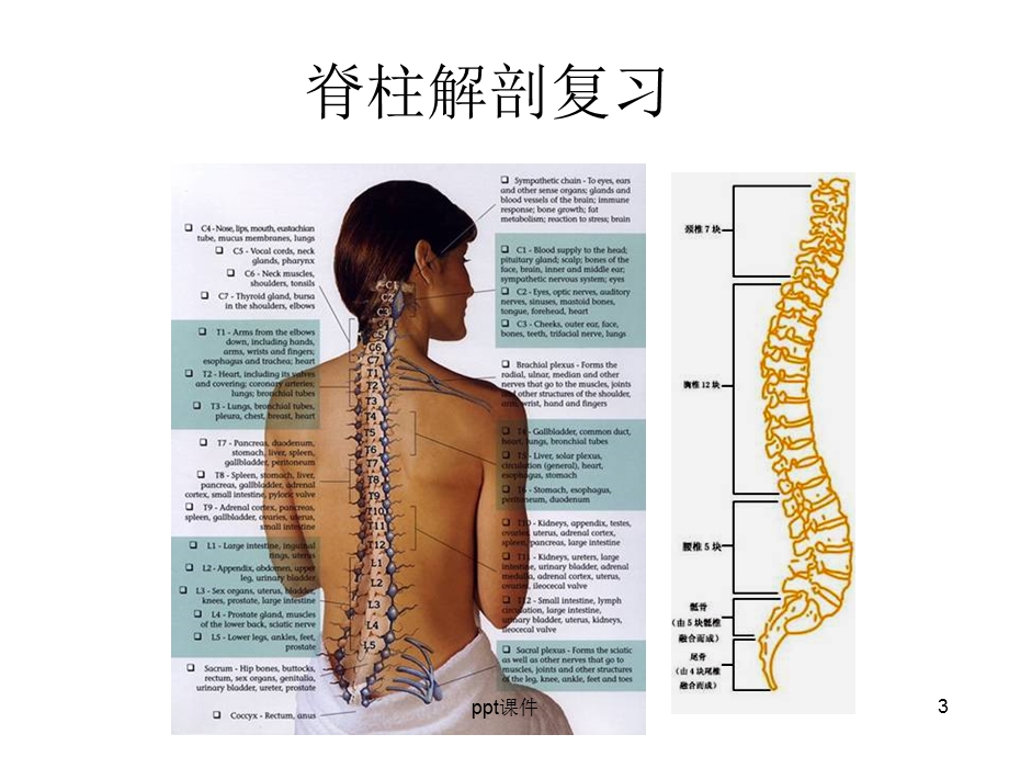 脊柱X线摄影技术课件PPT.ppt_第3页