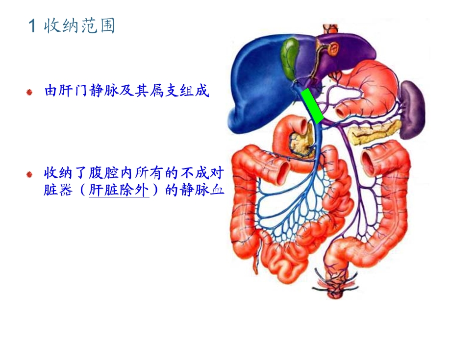 肝门静脉系课件.ppt_第3页