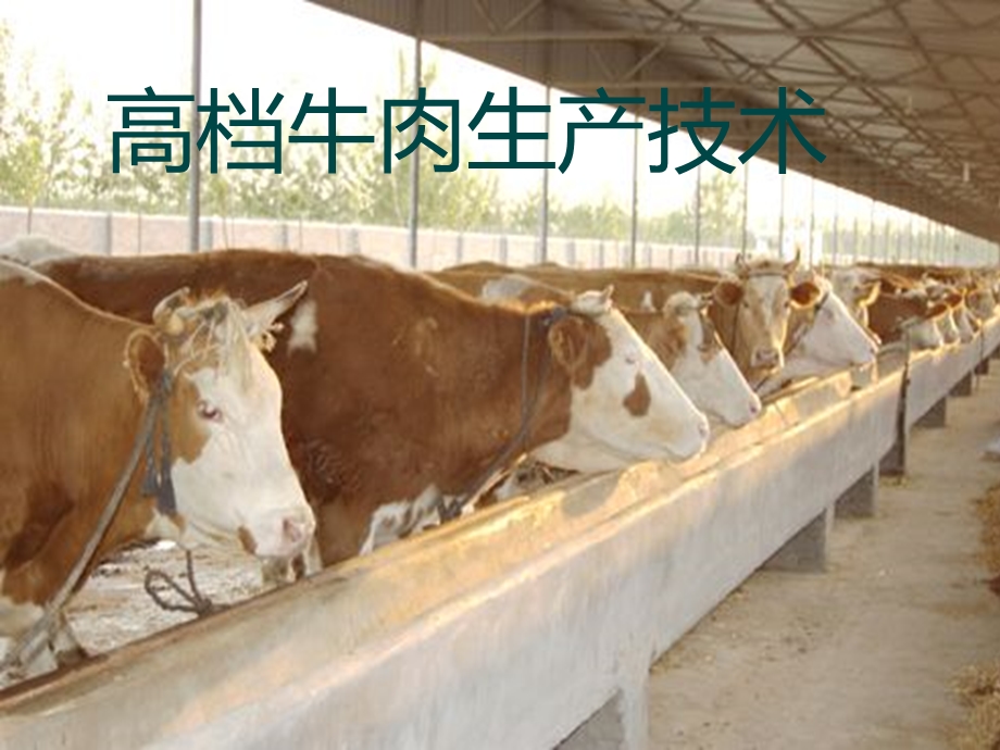 高档牛肉生产课件.ppt_第1页